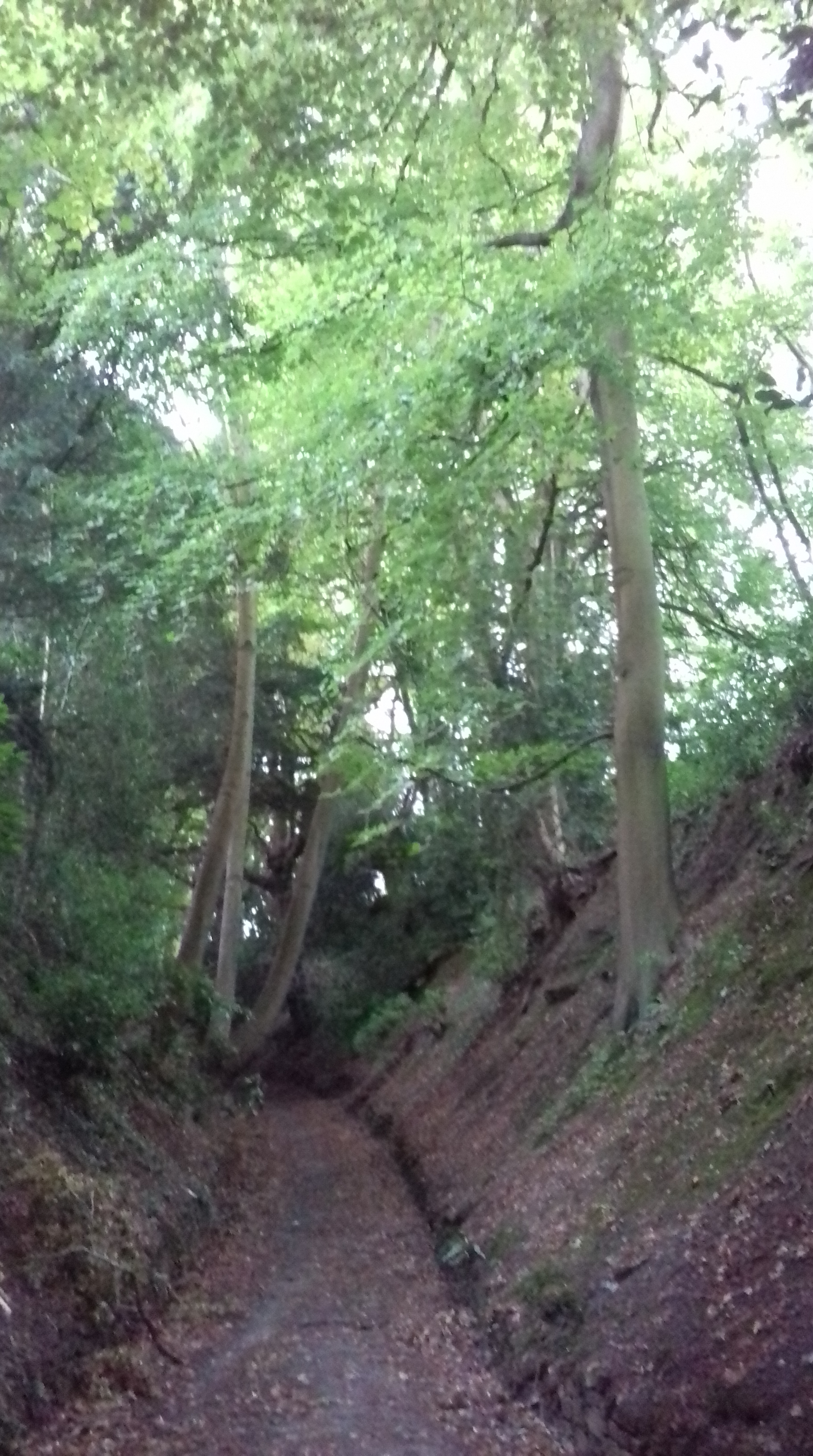 Tall beech trees along a woodland path
